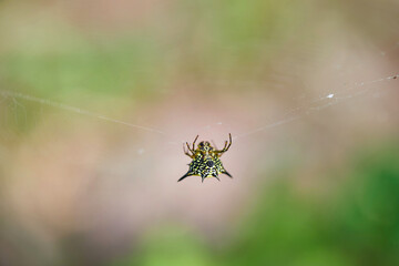 spider on the web