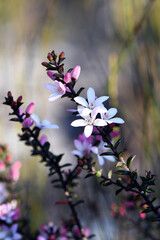 White flowers and pink buds of the Australian native Box Leaf Waxflower, Philotheca buxifolia, family Rutaceae, growing wild among rushes in heath, Sydney, NSW, Australia. Winter to spring flowering