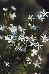 White flowers of the Australian native Wedding Bush, Ricinocarpos pinifolius, family Euphorbiaceae, growing in Sydney woodland on coastal sandy soils. Winter to spring flowering. 