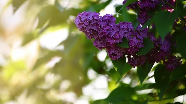 The lilac bush sways in the wind
