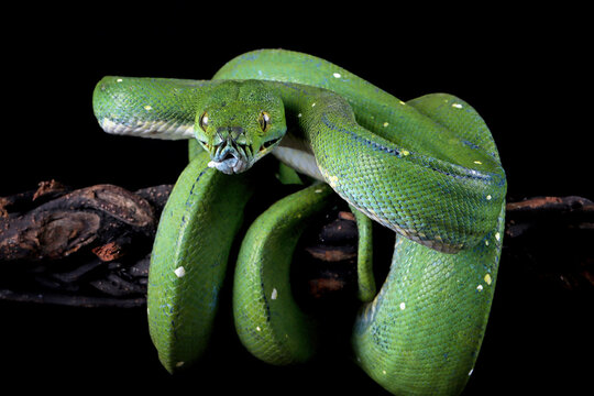 Green tree python snake on branch ready to attack, Chondropython viridis snake closeup with black background