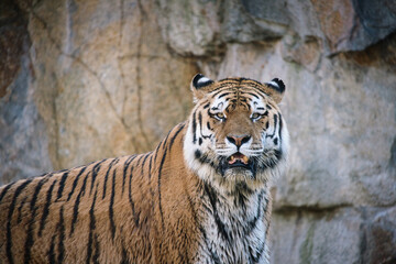 Siberian tiger. Elegant big cat. endangered predator. white,black,orange striped fur