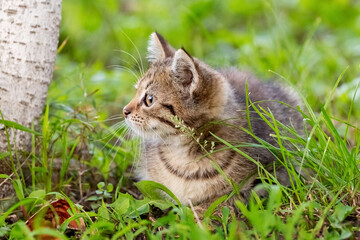 Naklejka na ściany i meble Cute striped kitten sitting in the garden on the grass