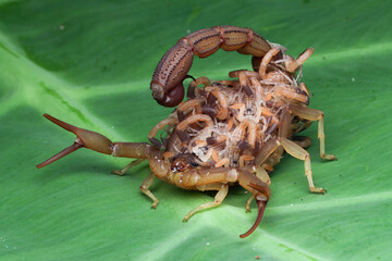 Hottentotta scorpion with babys on body, Hottentotta scorpion side view on green leaves