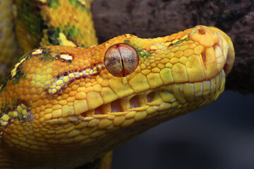 Green tree python juvenile closeup head on branch with black background,  Green tree python ''Morelia viridis'' 