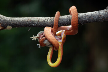 Baby red boiga snake on tree trying to eat lizard, Baby Red boiga snake closeup on branch