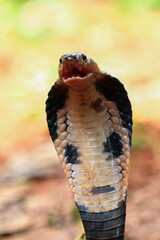Fototapeta premium Baby Naja sputrix snake closeup head a position ready to attack