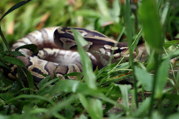 Ball phyton snake closeup on grass, Ball phyton snake closeup skin, Ball phyton snake closeup