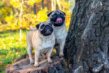 Two dogs breed  pug in the autumn park on a stump