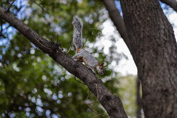 squirrels at Chapultepec Park