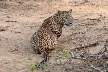 Leopard in Sri Lanka Wildlife Park