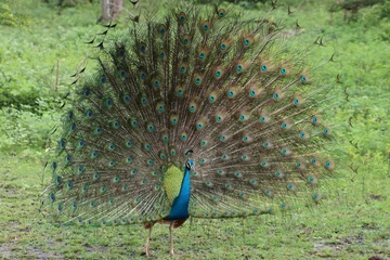 Deurstickers peacock in the park © Peter Sudham