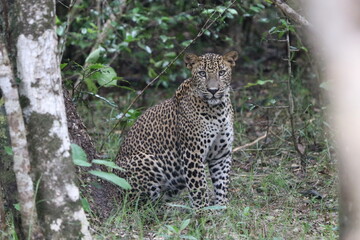 Leopard in Sri Lanka Wildlife Park