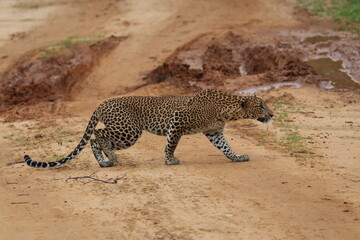 Leopard in Sri Lanka