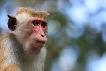 Obraz premium Monkey in Sri Lanka Wildlife Park