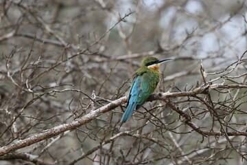 Wildlife Birds in Sri Lanka National Park