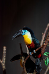 ヒムネオオハシ２