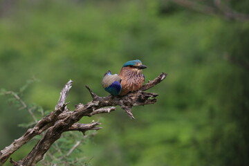 Wildlife Birds in Sri Lanka National Park