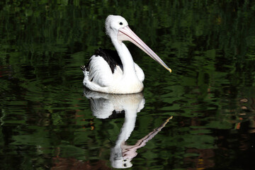 The pelicans swimming for food in the river look beautiful with the shadows in the water