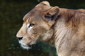 Plakat African lion closeup head, African lion closeup face