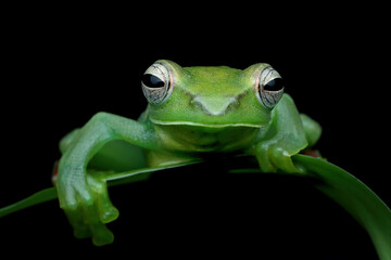 Rhacophorus dulitensis closeup on green leaves, Jade tree frog closeup on green leaves, Indonesian tree frog 