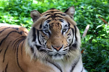 Tuinposter Portrait of a bengal tiger, Closeup head Bengal tiger, Male of Bengal tiger closeup © kuritafsheen