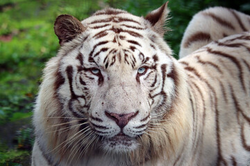Fototapeta na wymiar White bengal tiger closeup head, closeup head of white bengal tiger