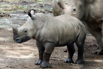 Javan rhinos are accompanying their children to sunbathe