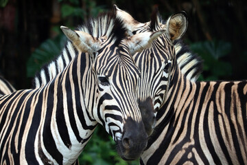 Close up from a zebra surrounded with black and white stripes in his herd