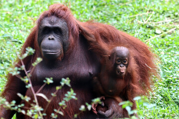 Orangutans with their children, orangutan family, animal closeup