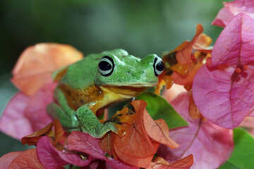 Flying frog closeup face on branch, Javan tree frog closeup image