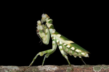 Banded flower mantis on branch, insect closeup
