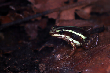 Epipedobates tricolor closeup from side view on wood, Epipedobates tricolor closeup