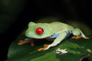 Red-eyed tree frog closeup on leaves, Red-eyed tree frog (Agalychnis callidryas) closeup on branch