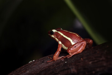 Naklejka premium Epipedobates tricolor closeup from side view on wood, Epipedobates tricolor closeup