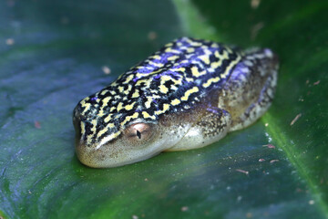 Heterixalus alboguttatus closeup on green leaves, Heterixalus alboguttatus closeup