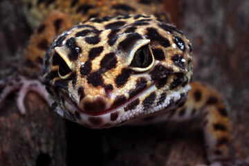 Leopard gecko closeup on coral stone, Leopard gecko front view