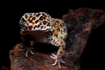 Leopard gecko closeup on coral stone, Leopard gecko front view