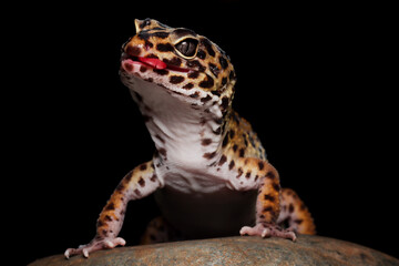 Leopard gecko closeup on coral stone, Leopard gecko front view