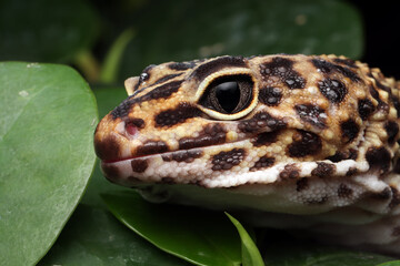 Leaopard gecko closeup head, Leaopard gecko front view. closeup gecko face