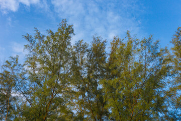 Fototapeta premium trees in the sky