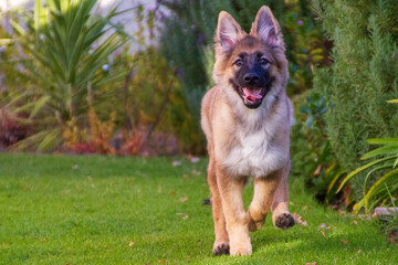 german shepherd dog