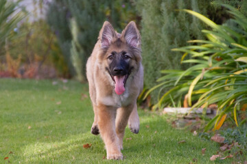 german shepherd dog