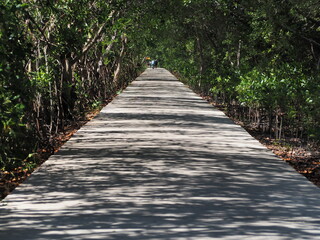 wooden bridge in the park