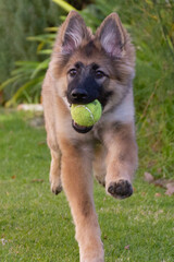 german shepherd dog