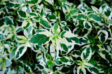 green leaves background