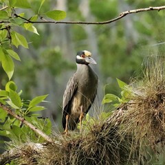 Yellow Crowned Night Heron