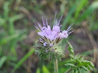 field flower