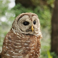Wise Barred Owl 