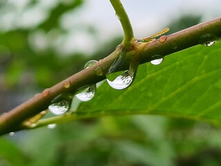 drop on a branch